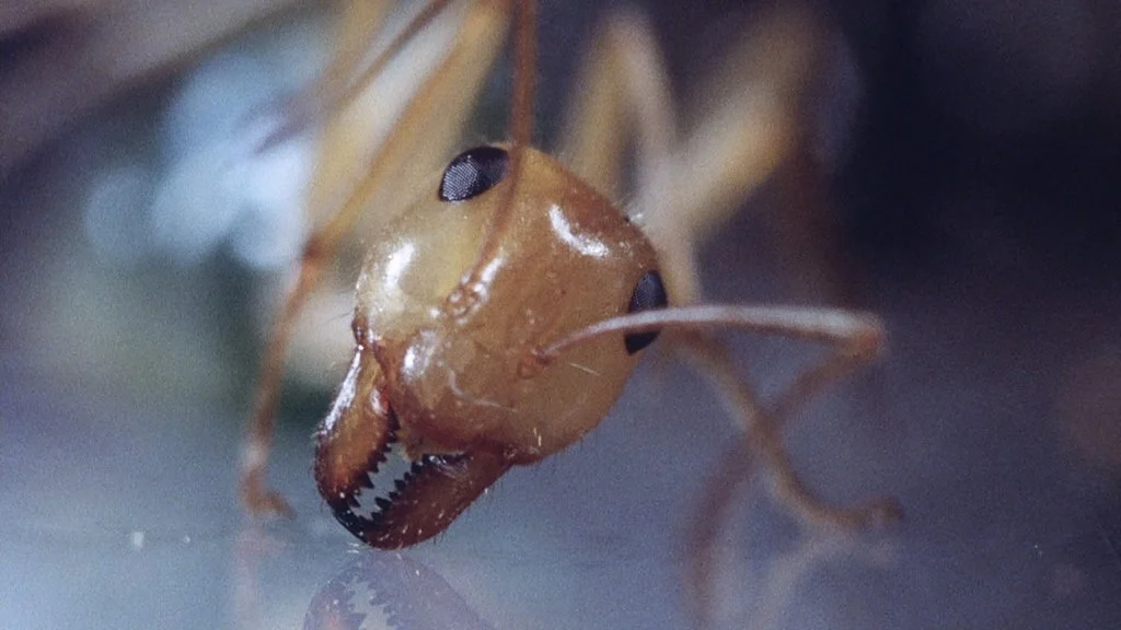 Le Phase IV de Saul Bass s'est fait coffret chez Carlotta