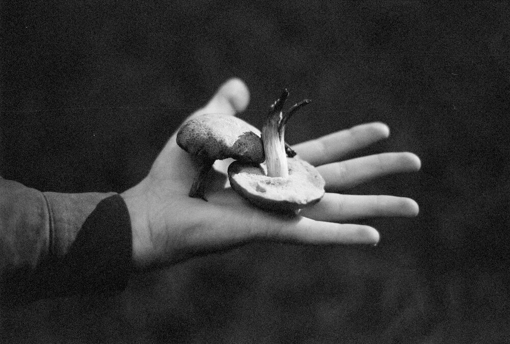 L'ambient paysager des Médiums pour un repos bien considéré 