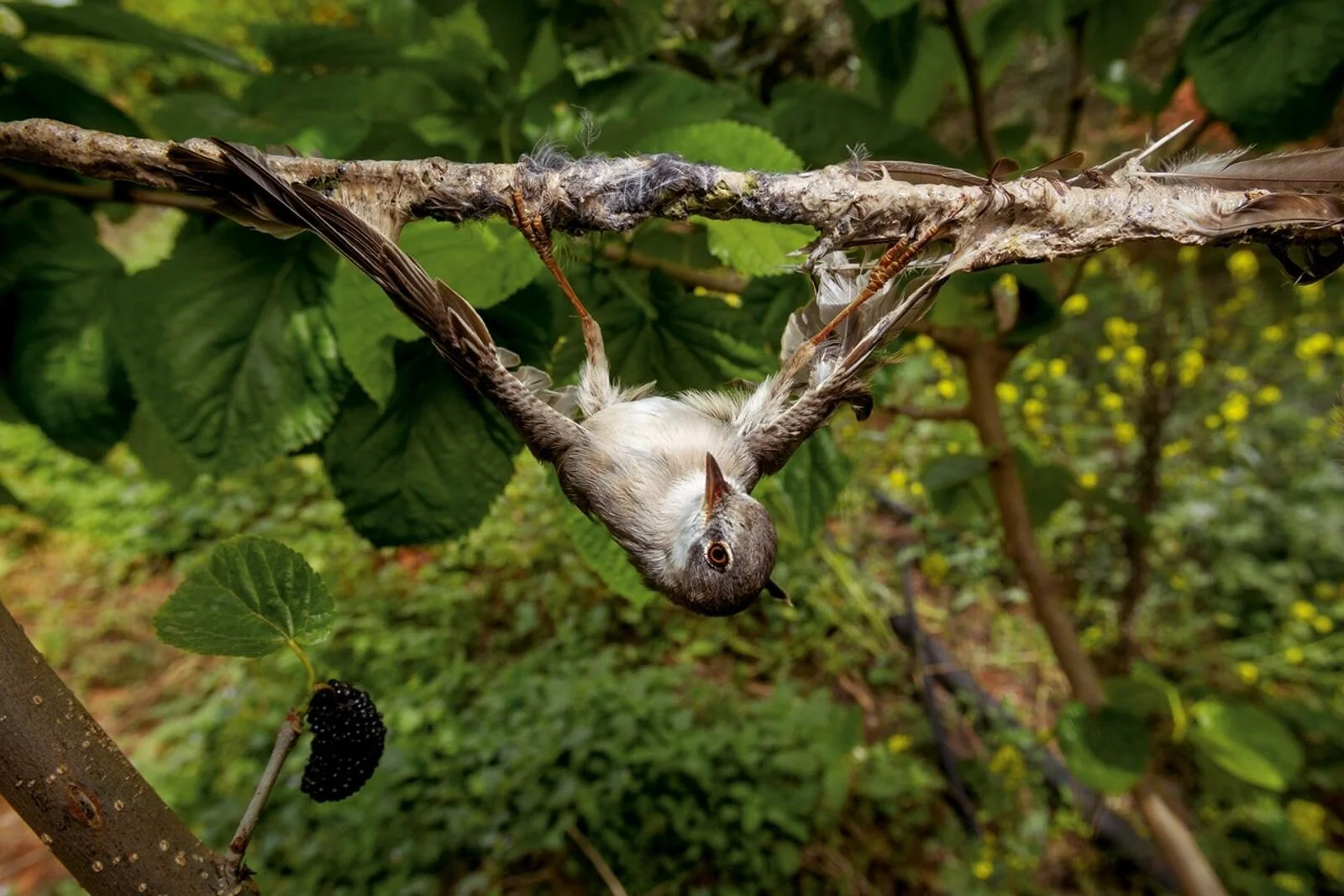 Comment convaincre qu'on peut sortir de l’engluement dans les traditions sans perdre son âme ?