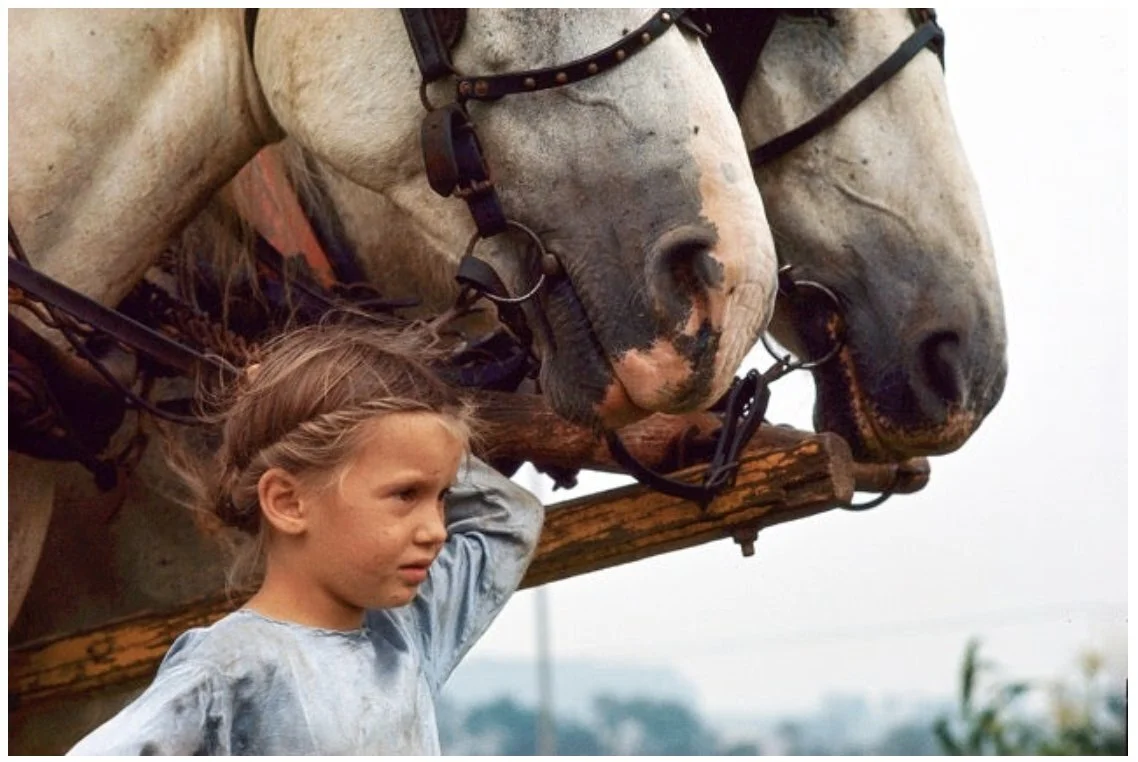 William Albert Allard :  Amish Girl and Draft Horses, Lancaster County, Pennsylvania 1964.