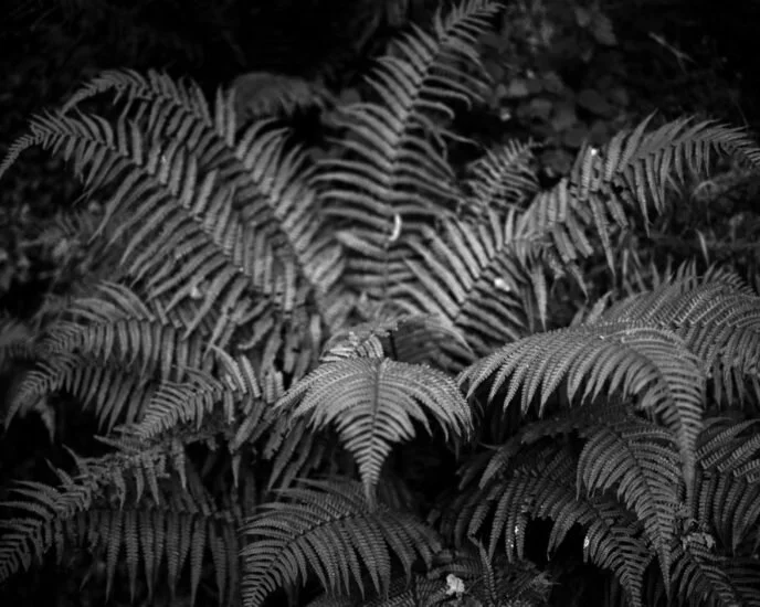 Juliette Agnel, l’invisible, éditions Isabelle Sauvage