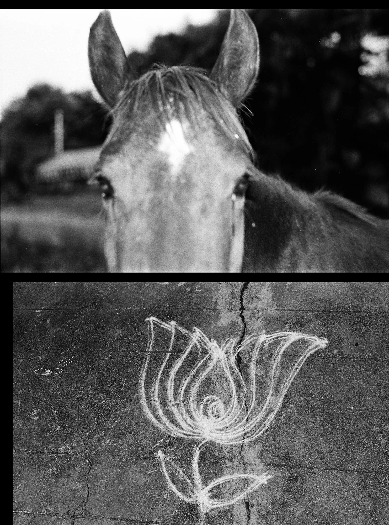 Les appas (bisons volants) de Madhavan Palanisamy