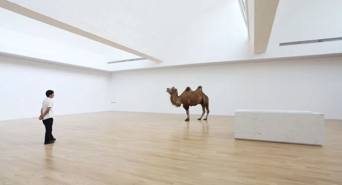 Zhao Zhao  Desert Camel