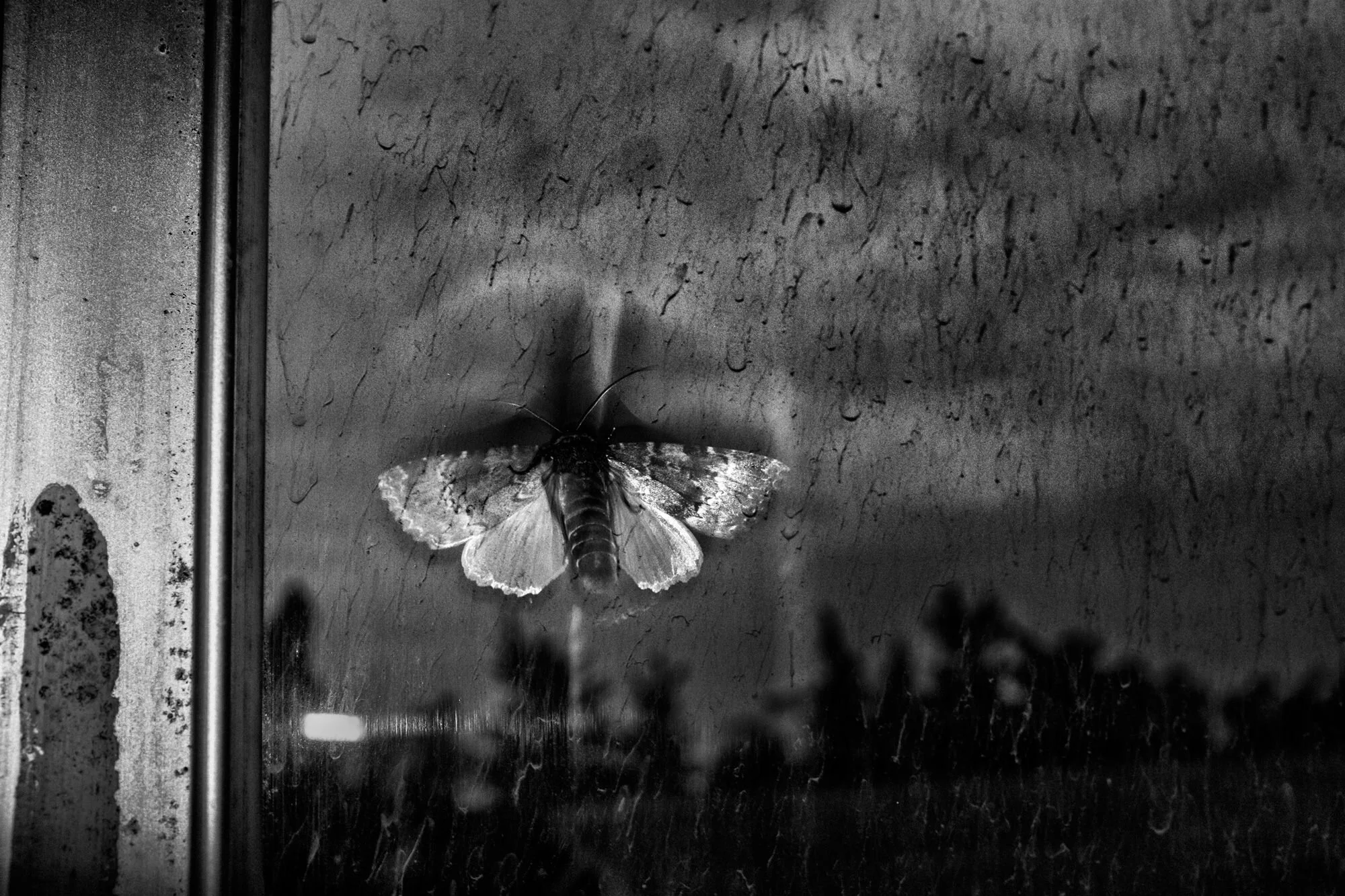 Sans titre. quand j’aperçois un papillon je me souviens des poètes qui nous donnent une chance d’être en vie. Mazandaran, Iran. July 15, 2015 © Farshid Tighehsaz