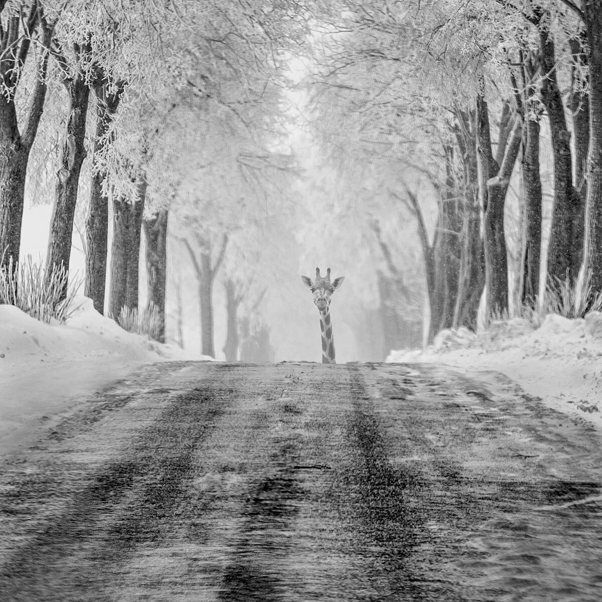 L’éphéméride du 8 décembre