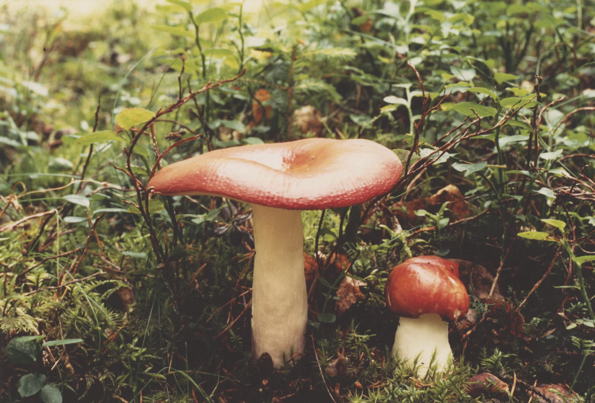 Photographs collected by Cage. Photographers unknown, n.d. Courtesy of the John Cage Mycology Collection, University of California Santa Cruz Special Collections and Archives.