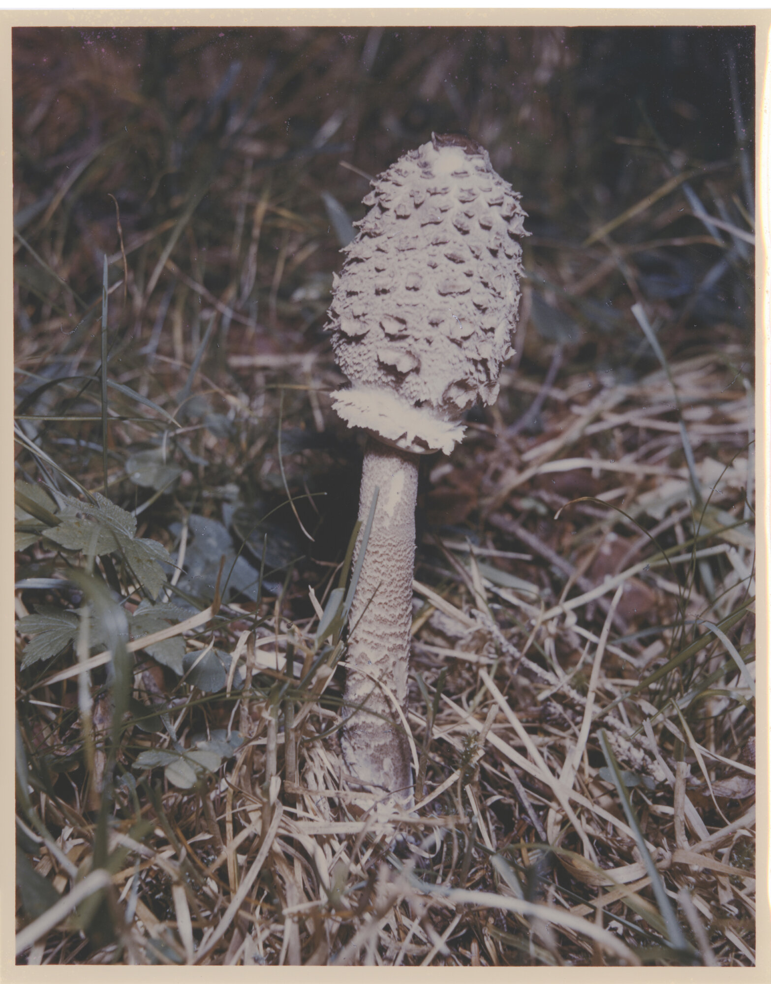 Photographs collected by Cage. Photographers unknown, n.d. Courtesy of the John Cage Mycology Collection, University of California Santa Cruz Special Collections and Archives.