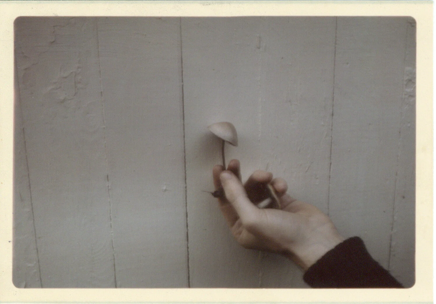 Photographs collected by Cage. Photographers unknown, n.d. Courtesy of the John Cage Mycology Collection, University of California Santa Cruz Special Collections and Archives.