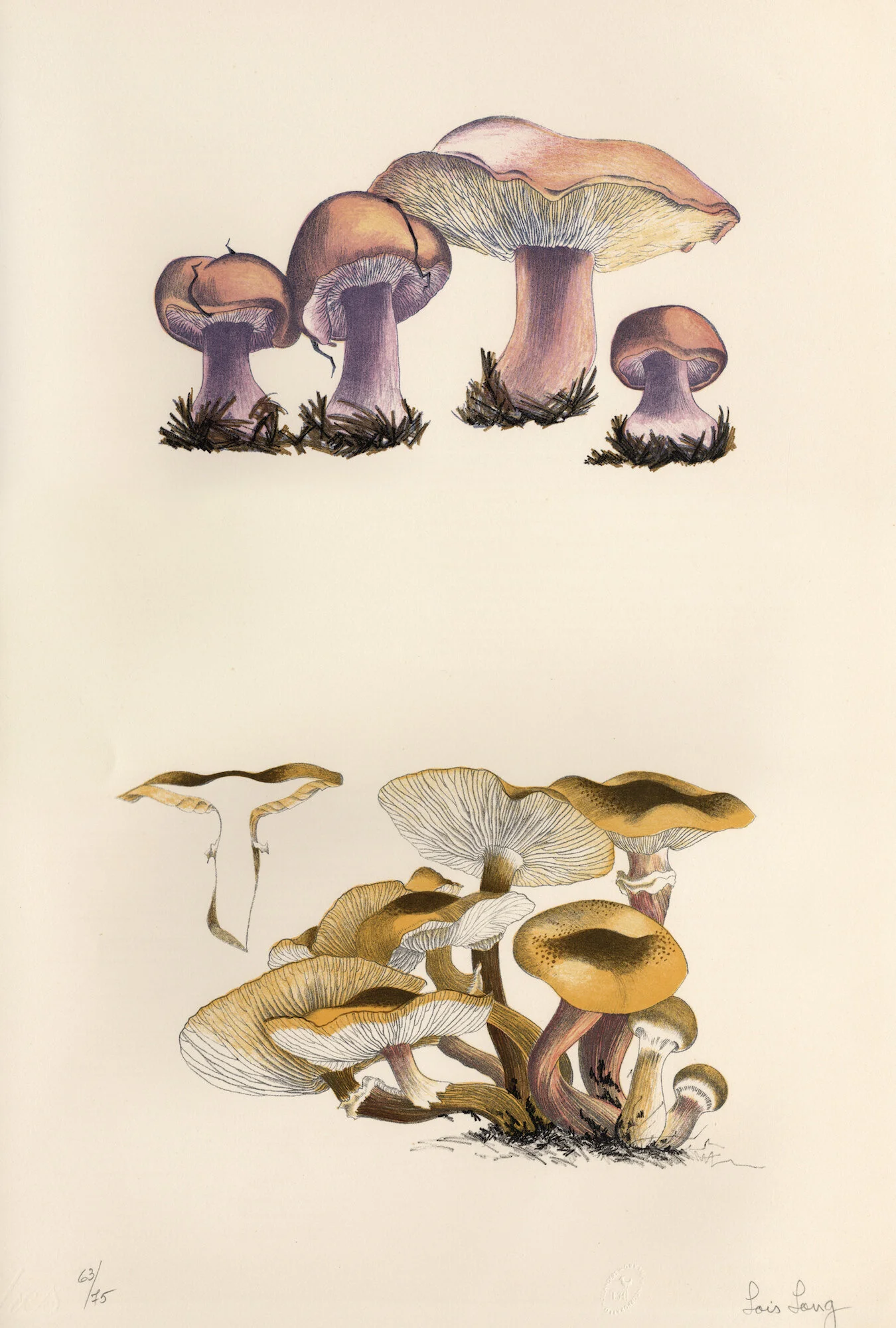 Mushroom Book 1972. Scan of 63/75, Plate I, Artwork by Lois Long. Courtesy of the John Cage Trust.