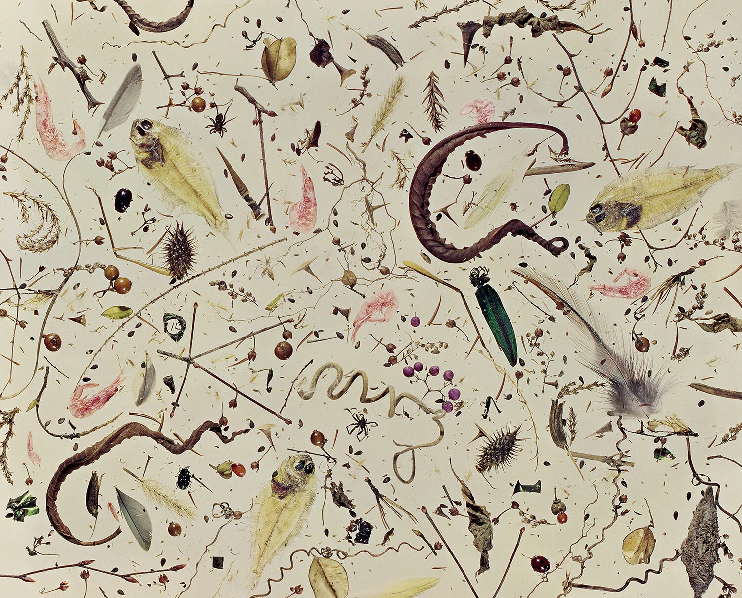 Shomei Tomatsu Ruinous Garden, 1964 Tirage jet d'encre, 59 x 42 cm © Shomei Tomatsu - INTERFACE