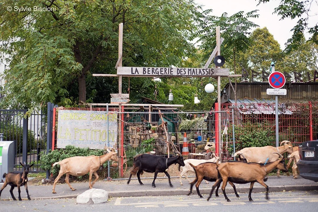Bagnolet : Sauver la Bergerie des Malassis
