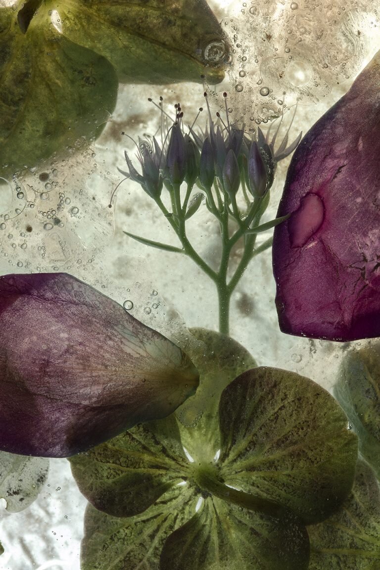 Effeuiller l'abstraction dans le jardin flottant de Maja Strgar Kurečić