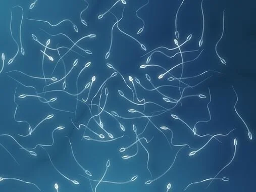 “ Spermogramme”, l'ouverture séminale de Pierre Escot