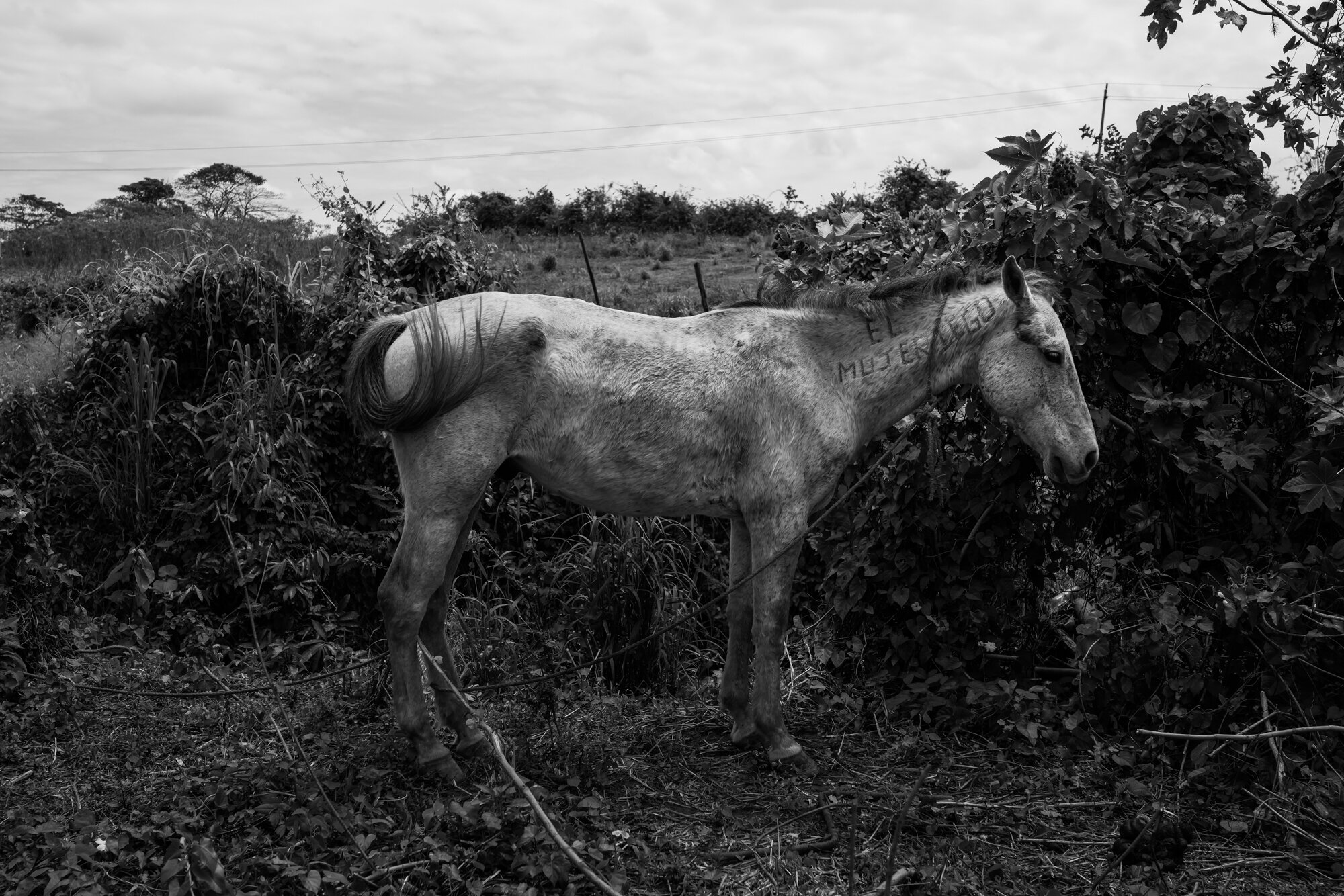Cuba côté campagne, une vision méconnue de l'île par Richard Sharum