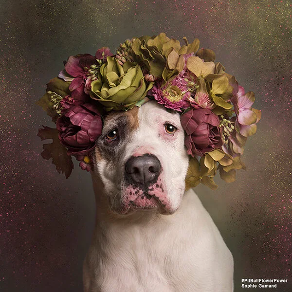 Les Pitbulls en version Flower Power de Sophie Gamand