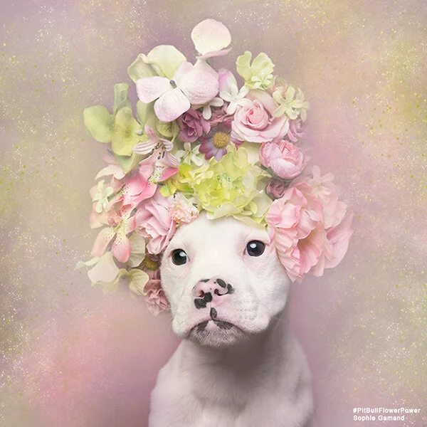 Pit-Bull-Flower-Power-des-pitbulls-avec-des-couronnes-de-fleurs-5.jpg