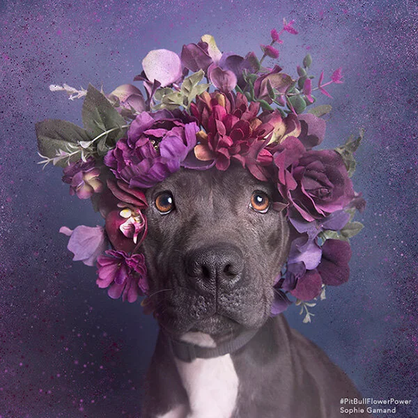 Pit-Bull-Flower-Power-des-pitbulls-avec-des-couronnes-de-fleurs-2.jpg