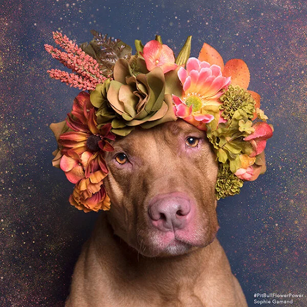 Pit-Bull-Flower-Power-des-pitbulls-avec-des-couronnes-de-fleurs-7.jpg