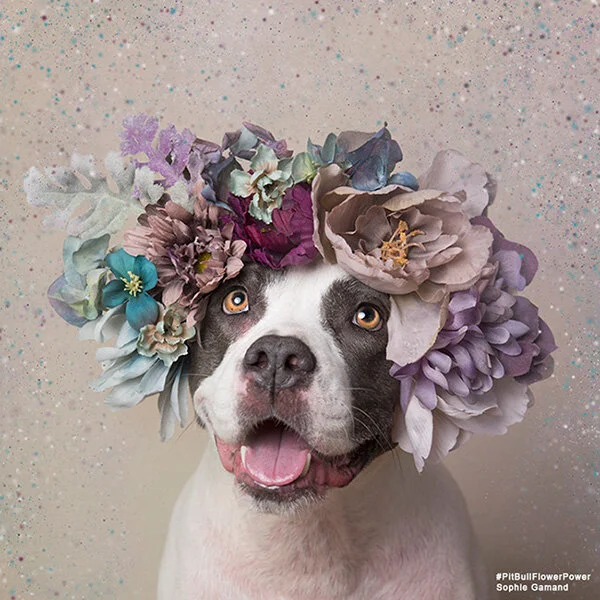 Pit-Bull-Flower-Power-des-pitbulls-avec-des-couronnes-de-fleurs-3.jpg