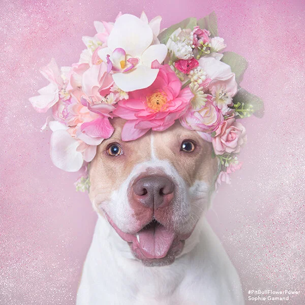 Pit-Bull-Flower-Power-des-pitbulls-avec-des-couronnes-de-fleurs-1.jpg