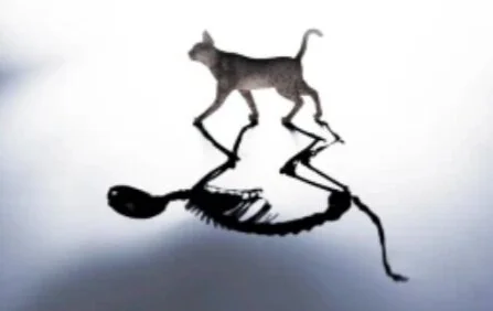 Soutien à Charybde - Aidez votre librairie de Schrödinger dans sa nuit électrique