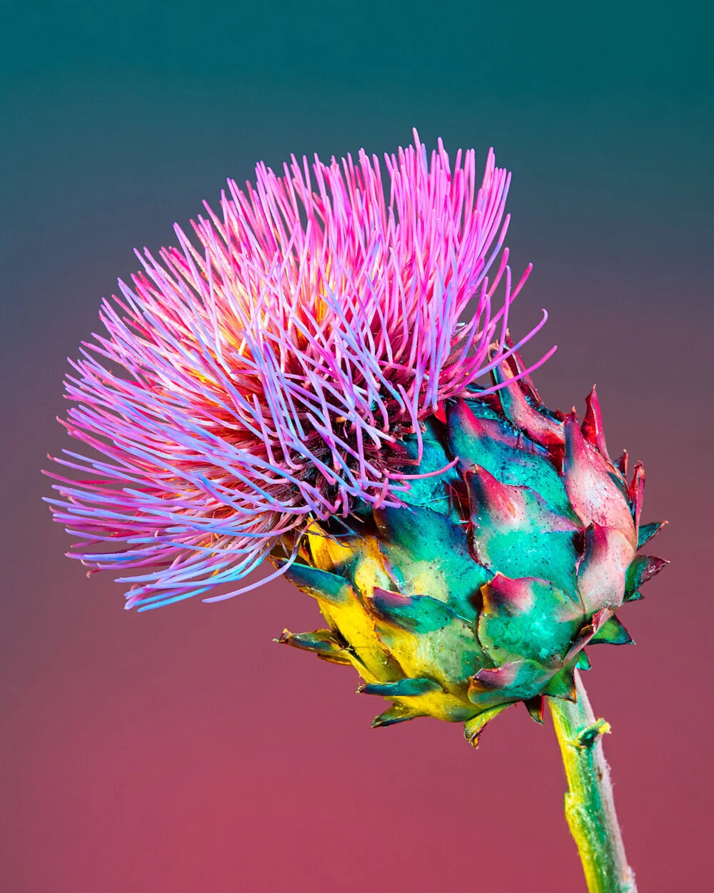 Regarder et photographier les fleurs autrement avec Lindsey Rickert