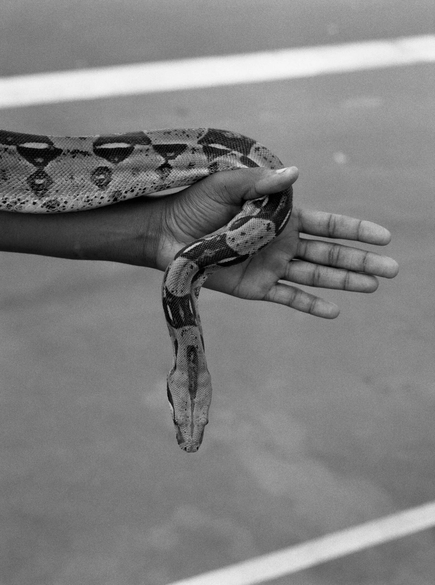 The Snake / Al J Thompson,