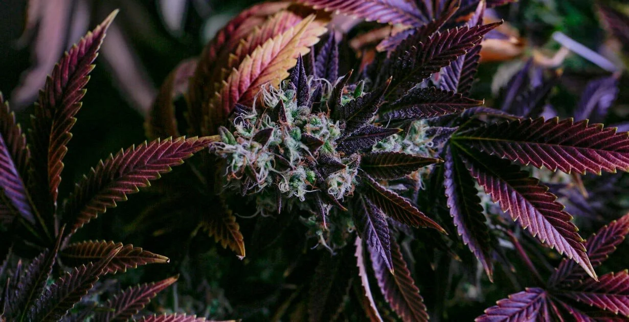51% des Français favorables à la dépénalisation du cannabis