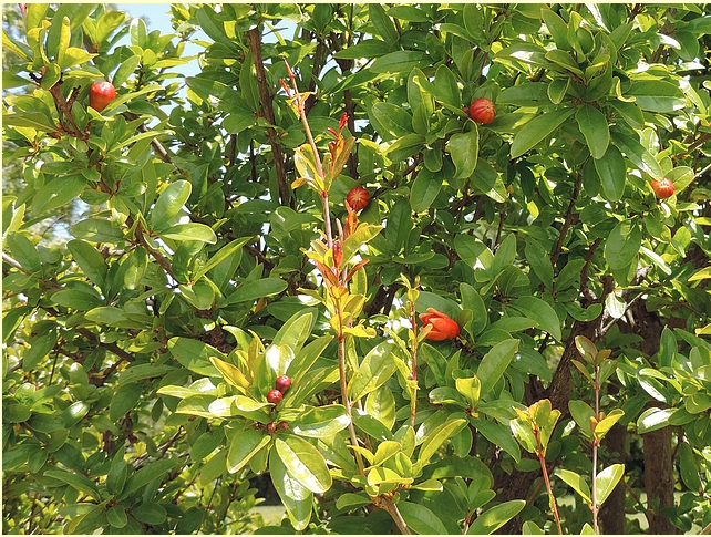 Capture d’écran 2021-06-27 à 16.42.30.png