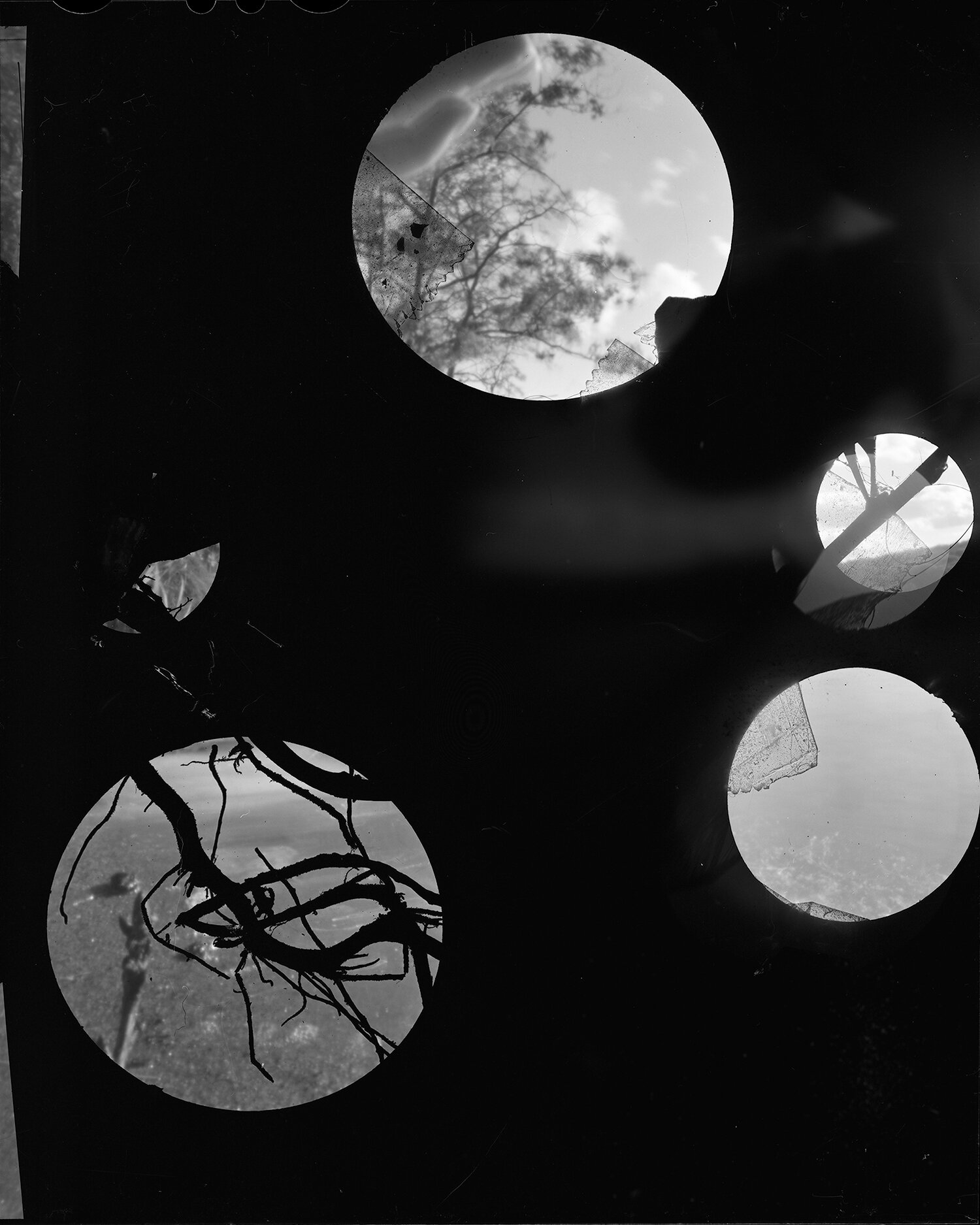 Altered Negative 2 (oak). Large format film. © Julie Hamel