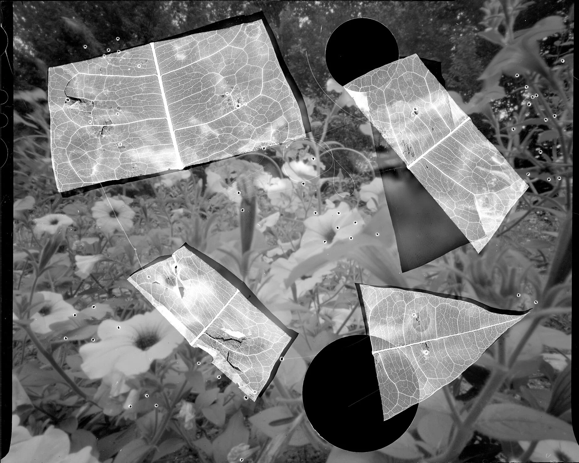 Altered Negative 1 (leaf). Large format film with leaf and thread. © Julie Hamel