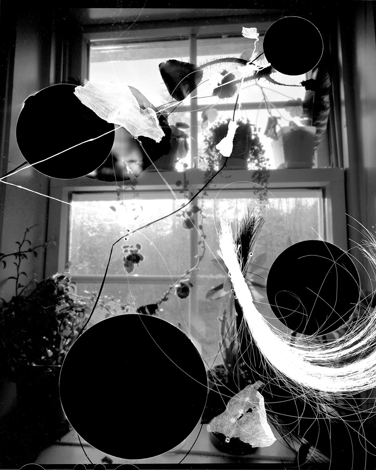 Altered Negative 1 (window). Large format film with hair, orchid petal, strawberry begonia, and thread. © Julie Hamel