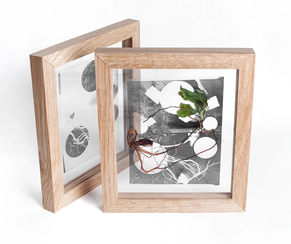 Oak. Image of Altered Negatives 1 &amp; 2 (oak). Large format film with oak sapling, dirt, tape, glass, and wood. © Julie Hamel