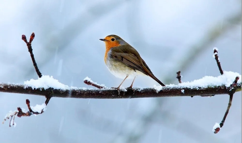 Habiter en oiseau dans un sombre futur