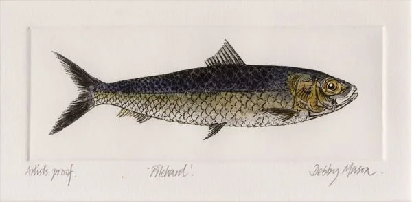 Pilchard--1-.jpg