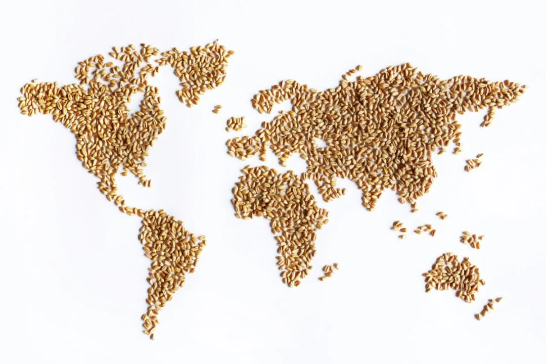 Guerre en Ukraine et insécurité alimentaire mondiale