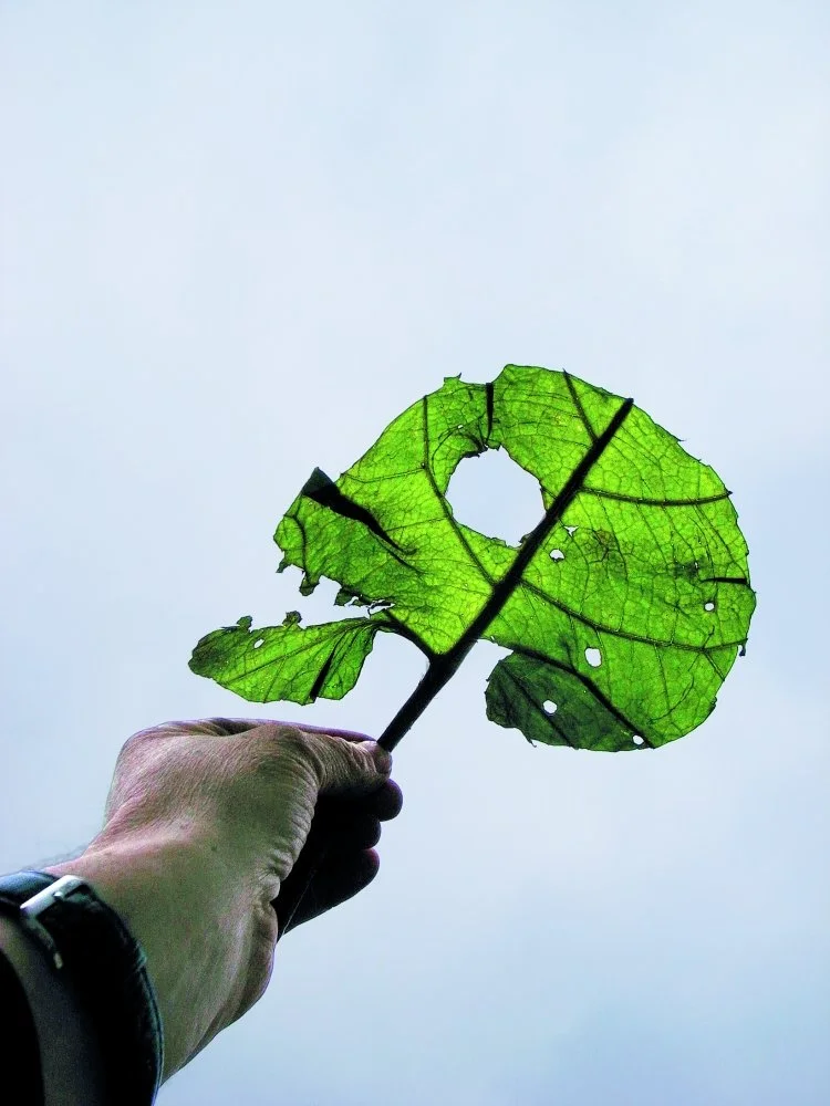 Lois Weinberger, faire œuvre de tout bois en vert et pour la nature/culture