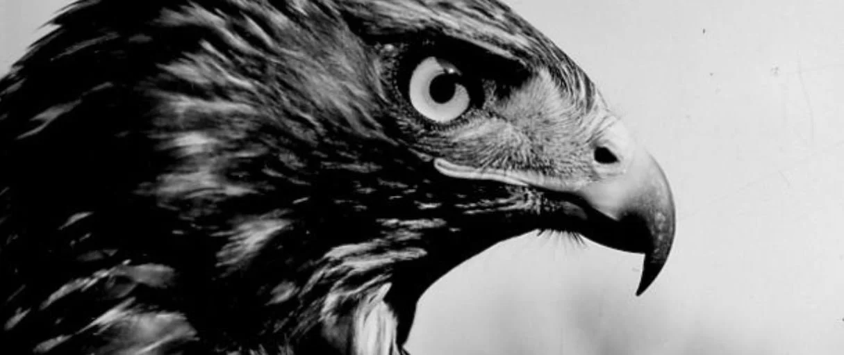 La responsabilité des néoconservateurs américains dans la guerre d’Ukraine