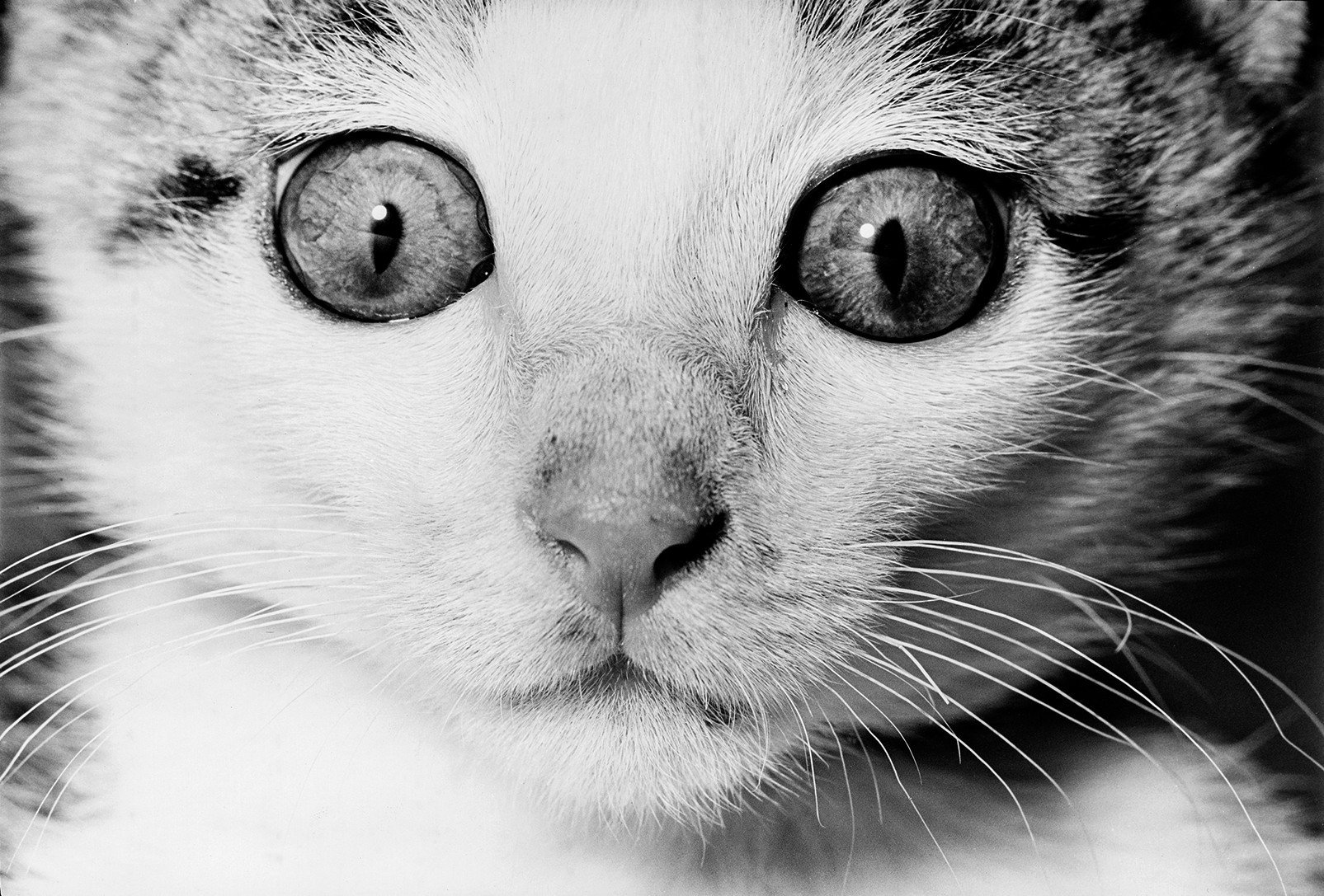 masahisa fukase 4.jpg