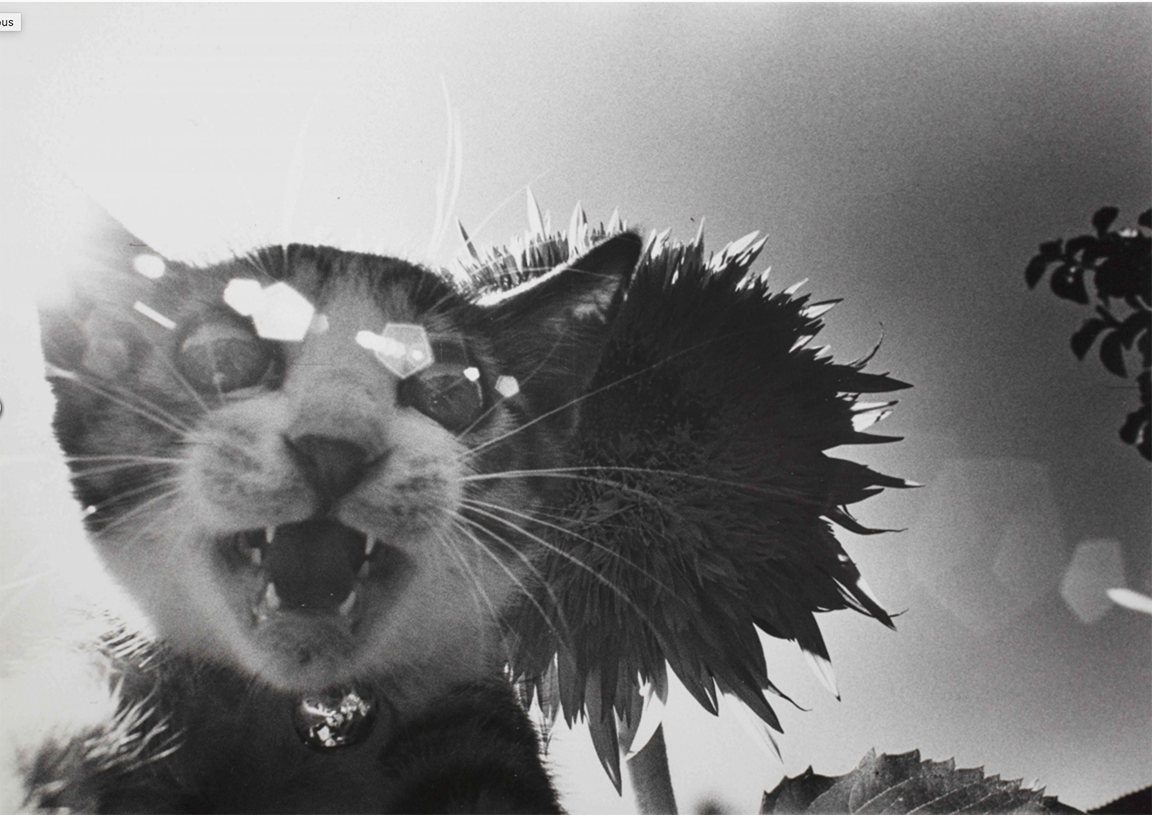 masahisa fukase 2.jpg