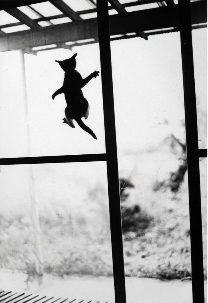 masahisa fukase 7.jpg