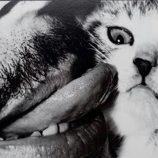 Masahisa Fukase, l'homme qui se prenait pour un chat