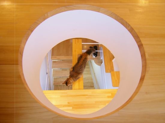 La maison du rêve des chats