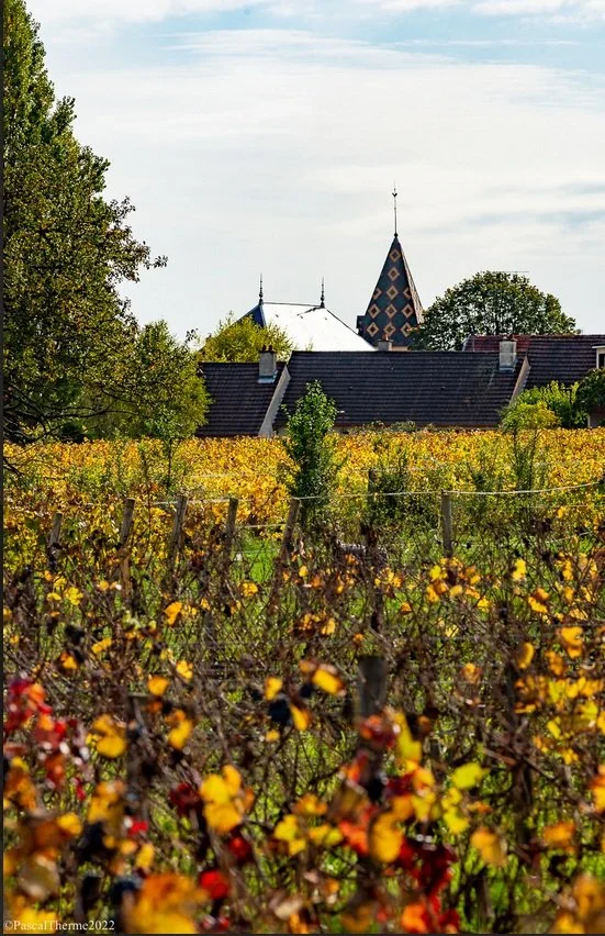 No viticulture, no future ? 