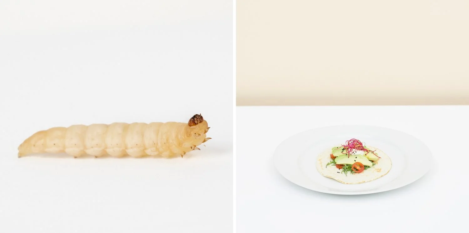 L'entomophage fonce dans le potage