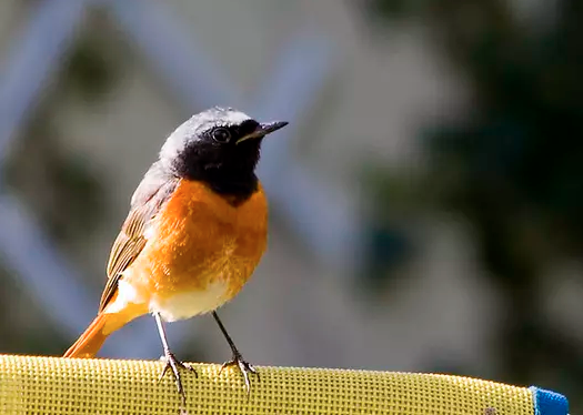 Le rossignol en période basanée …&nbsp;