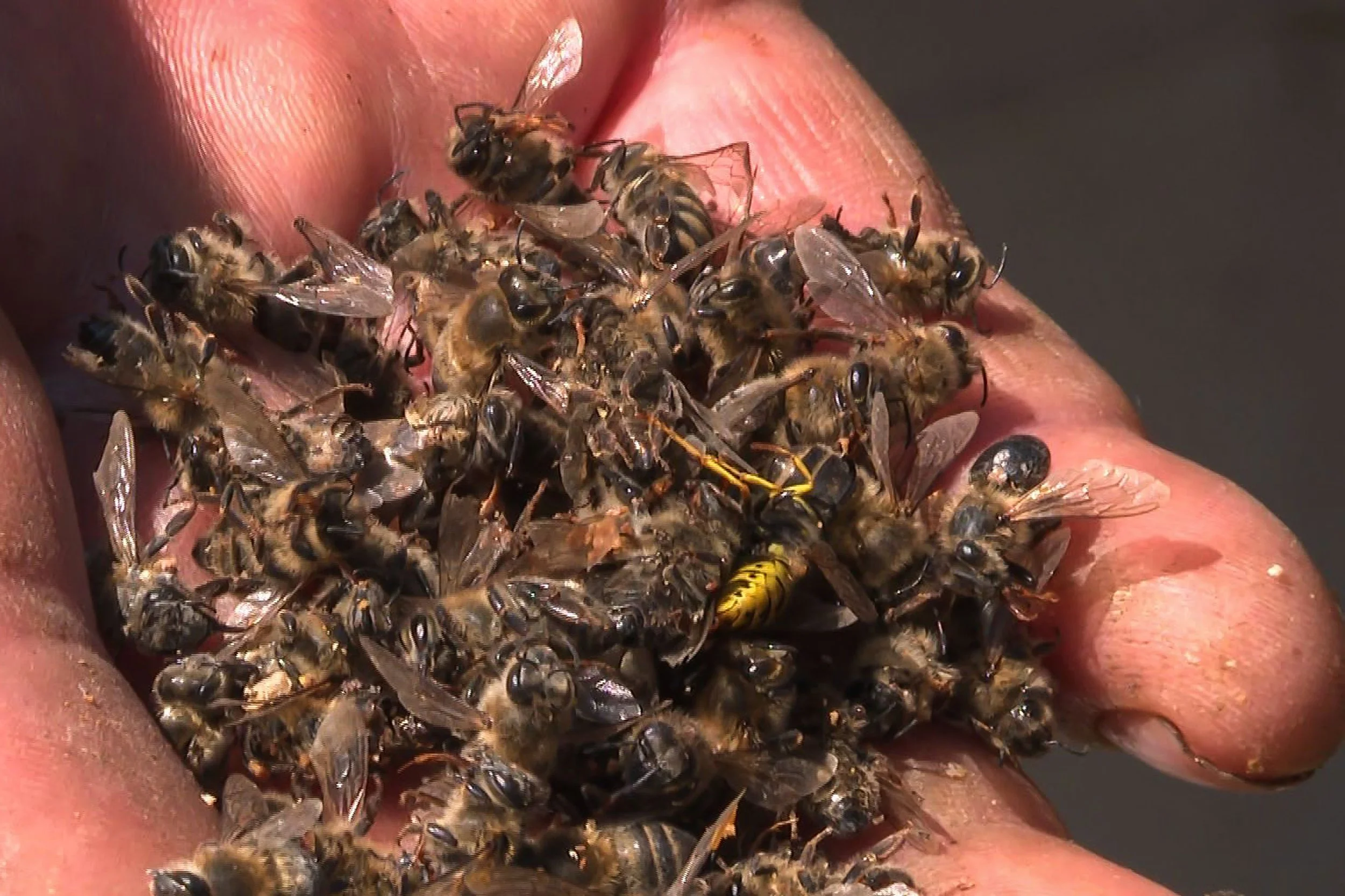 L'apocalypse des insectes dans l'anthropocène doit nous inquiéter