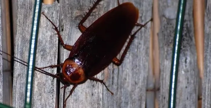 Claro : La querelle des caciques et des classiques, ou la flemme du cafard 