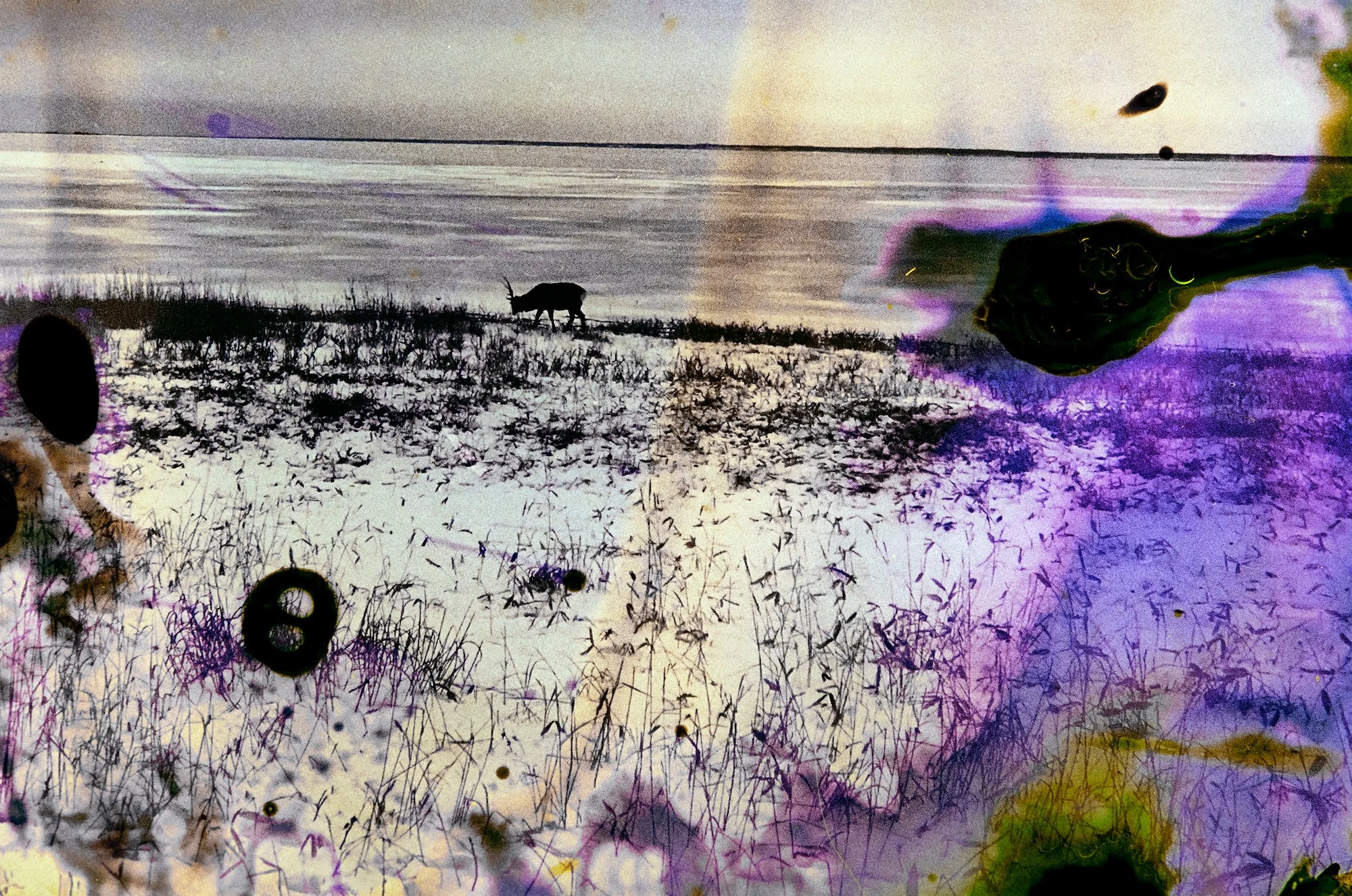 L'écologie négative vue par Tamaki Yoshida