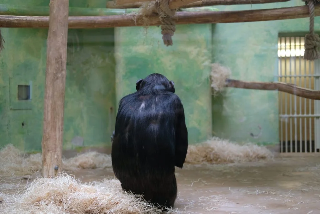Ce que les zoos prennent aux animaux. Impérialisme, contrôle, conservation